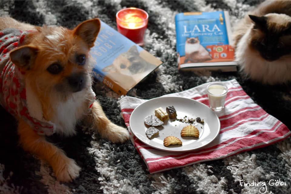 寻找gobi你陪我跑过大漠戈壁我飘洋过海来寻你