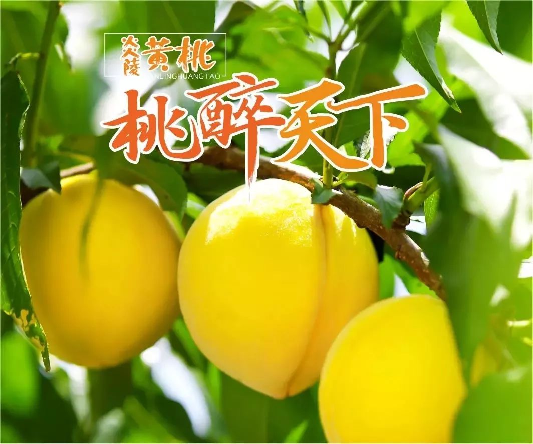 集图有了这些炎陵黄桃宣传图文可以猛发朋友圈了