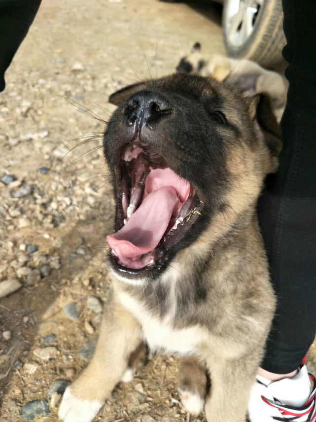 分享一批中华田园犬表情包苦瓜脸
