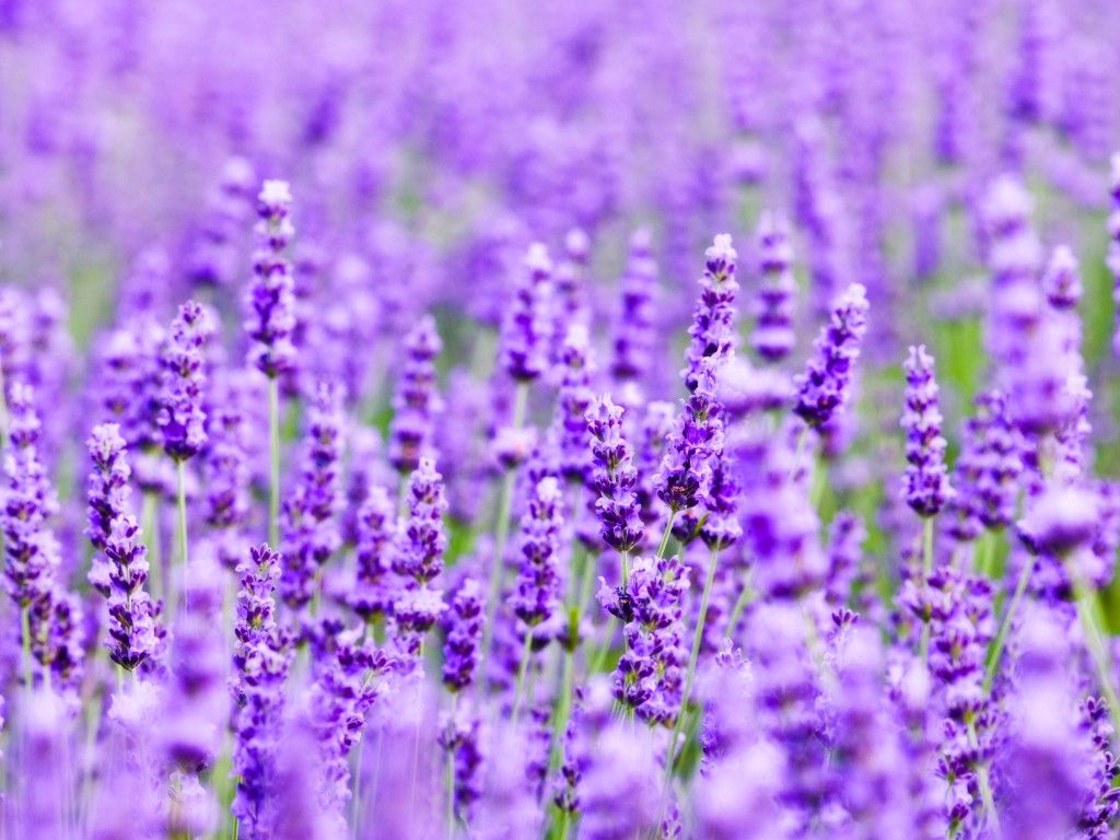 第三种:七里香七里香一种四季常绿的小灌木,喜温暖潮湿,耐旱,不耐寒.