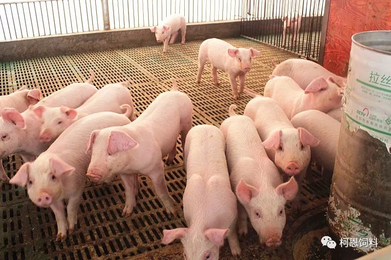 柯恩称猪实证柯恩小猪料长肉压称4年没有更换过其它饲料的猪场老板