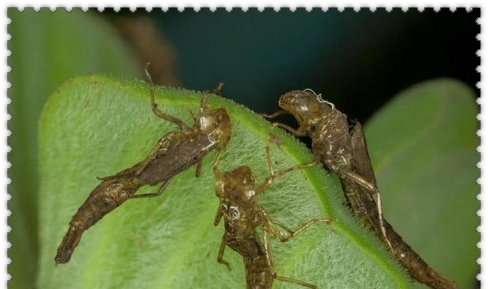 水虿细长,形状像螳螂,而有些水虿身形只是没有翅膀.