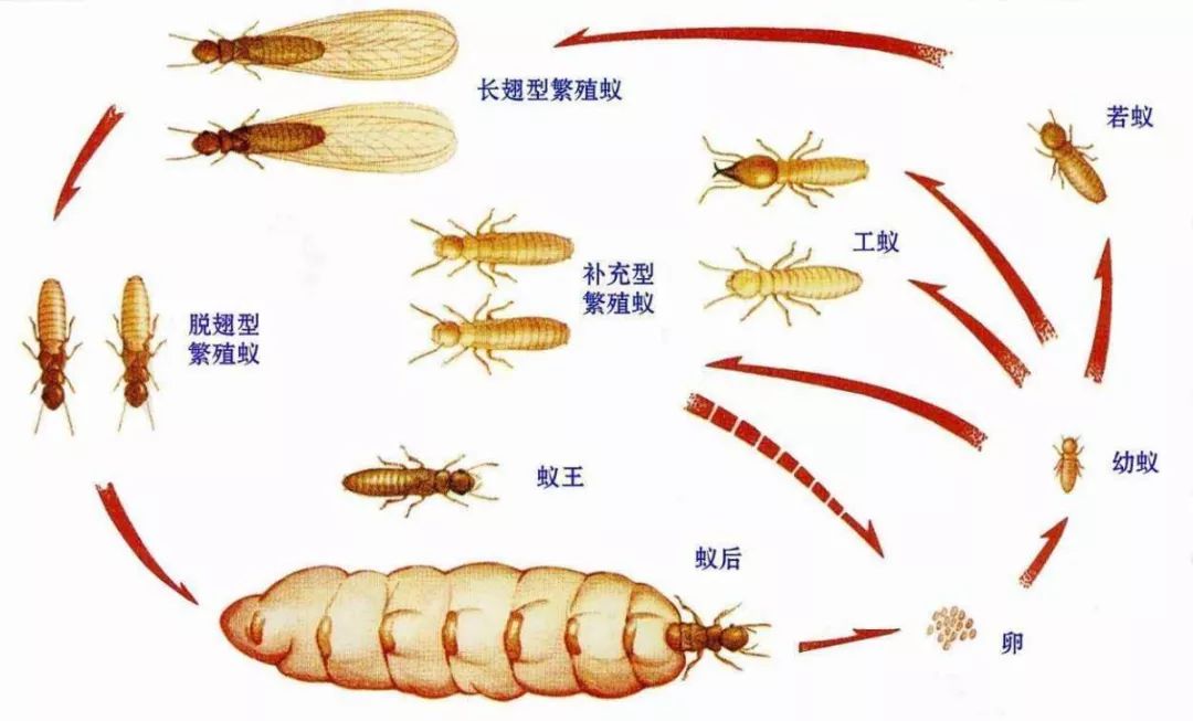 探索白蚁的奥秘图片图片