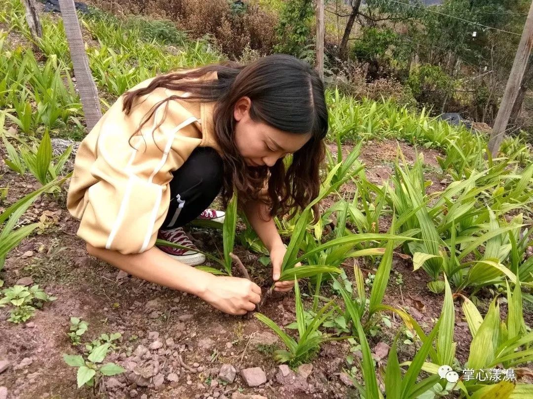 漾濞90后女大学生毕业回乡种地做不一样的新农民