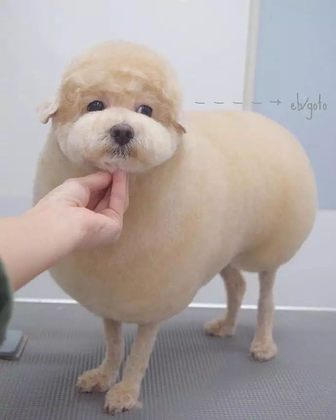 你给狗子夏天做过什么可爱造型最近流行的贵宾咩咩装了解一下