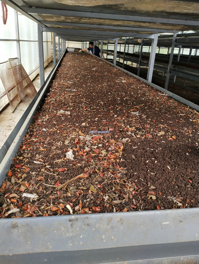 据介绍,在适宜环境下,黑水虻从虫卵到商品虫的8-10天养殖周期内,重量