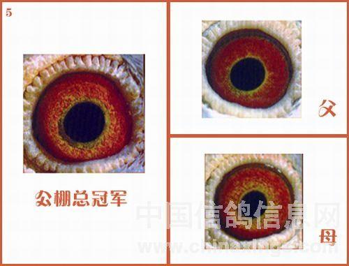 打公棚成功眼睛配对图图片