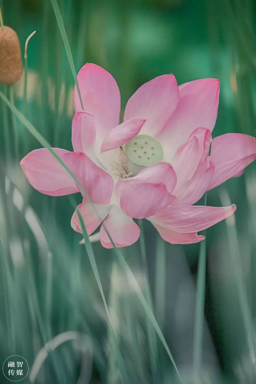 仙气缭绕荷花摇曳许昌的荷花将惊艳整个夏天