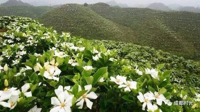 四川栀子花种植基地图片