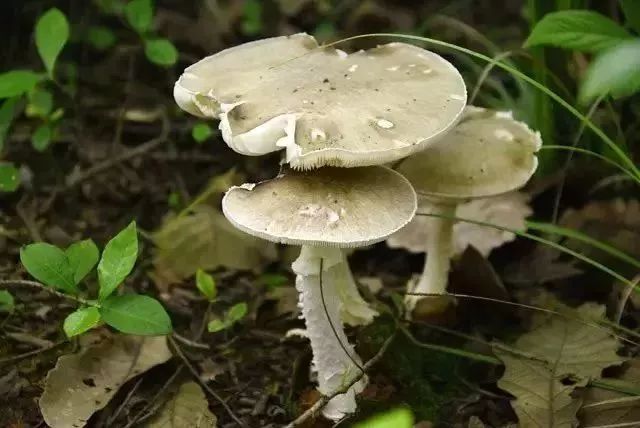 紧急扩散管住嘴谨防误采误食夏至菇中毒