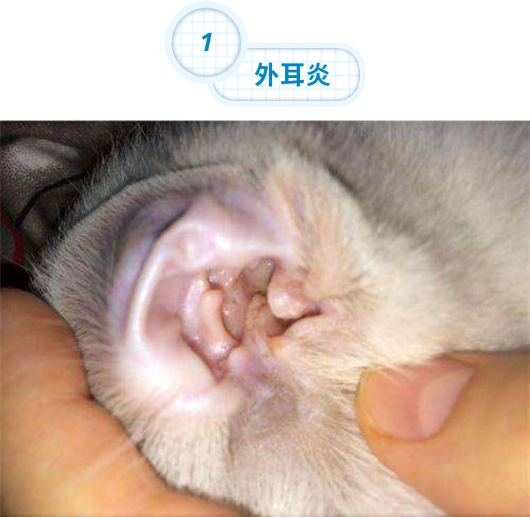 猫的耳朵结构图片