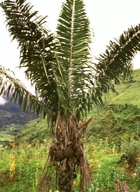 象牙果是南美赤道附近的一种名为tagua椰子树的果实.