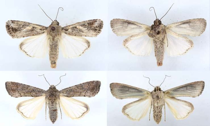 紧急草地贪夜蛾识别与应急防治通告