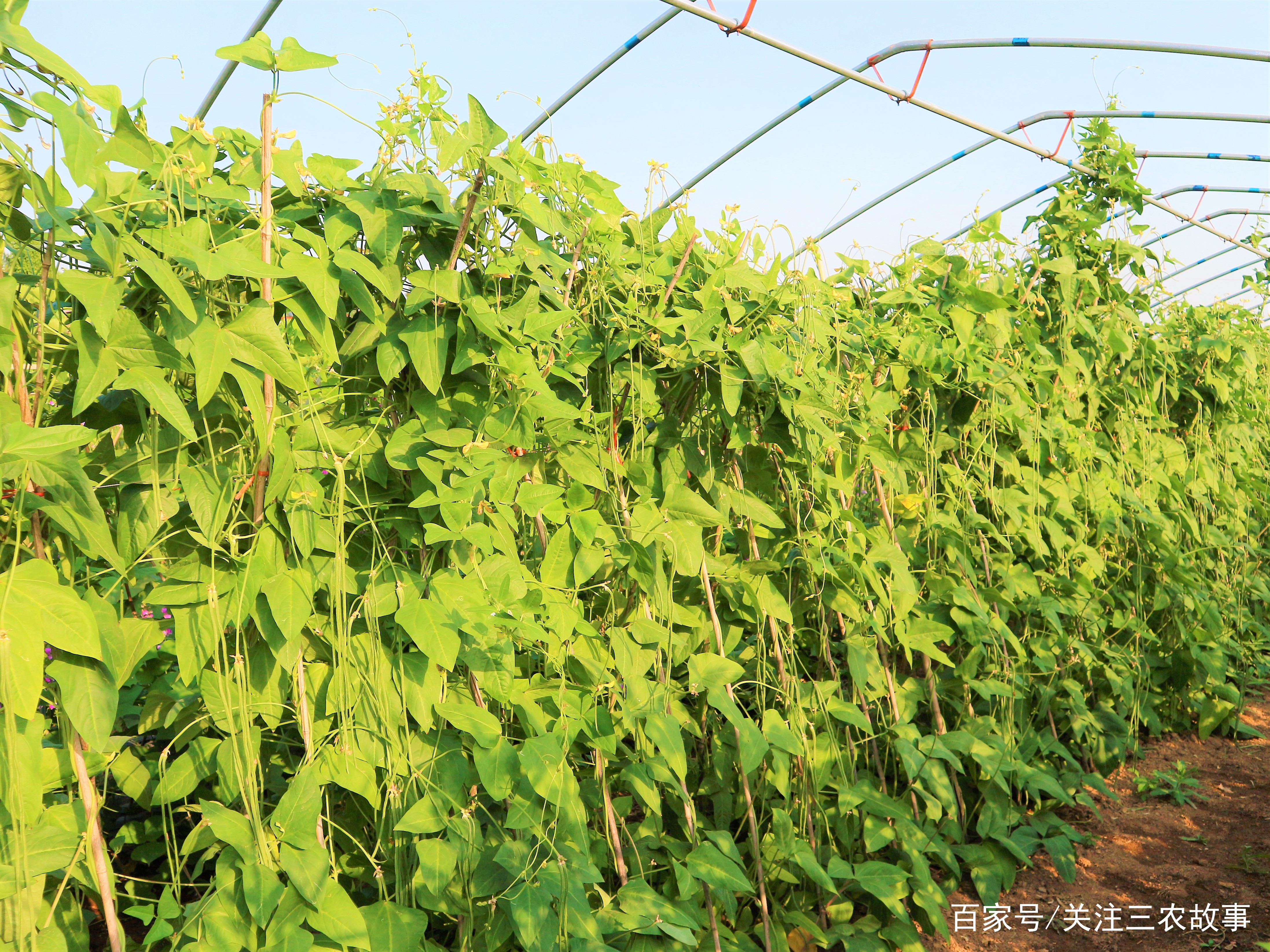 亳州农民种植豆角的情景