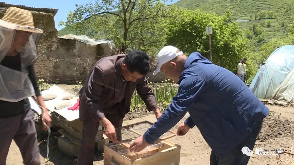 岷縣空中農業釀出甜蜜產業