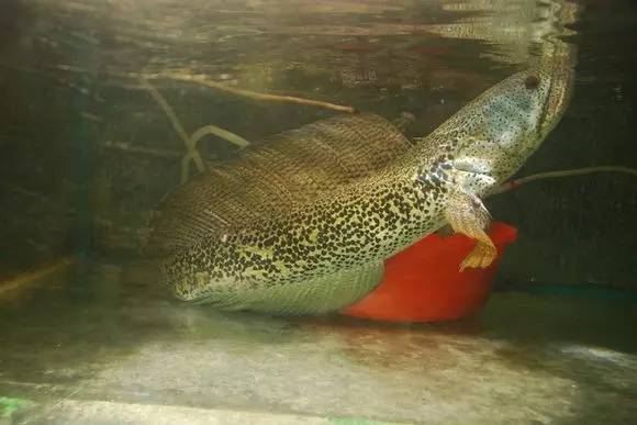 非常漂亮的雷龍魚種類及餵食方法