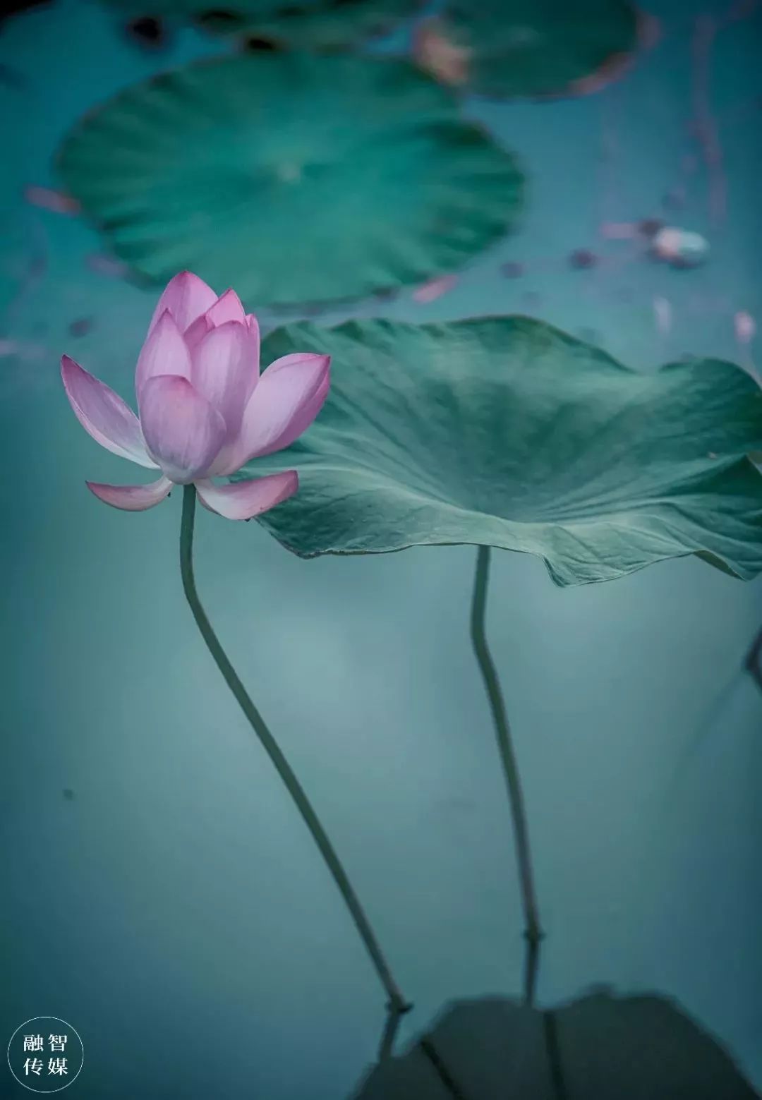 仙气缭绕荷花摇曳许昌的荷花将惊艳整个夏天