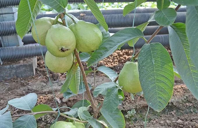 台湾的四季梨,飘着淡淡的玫瑰香!