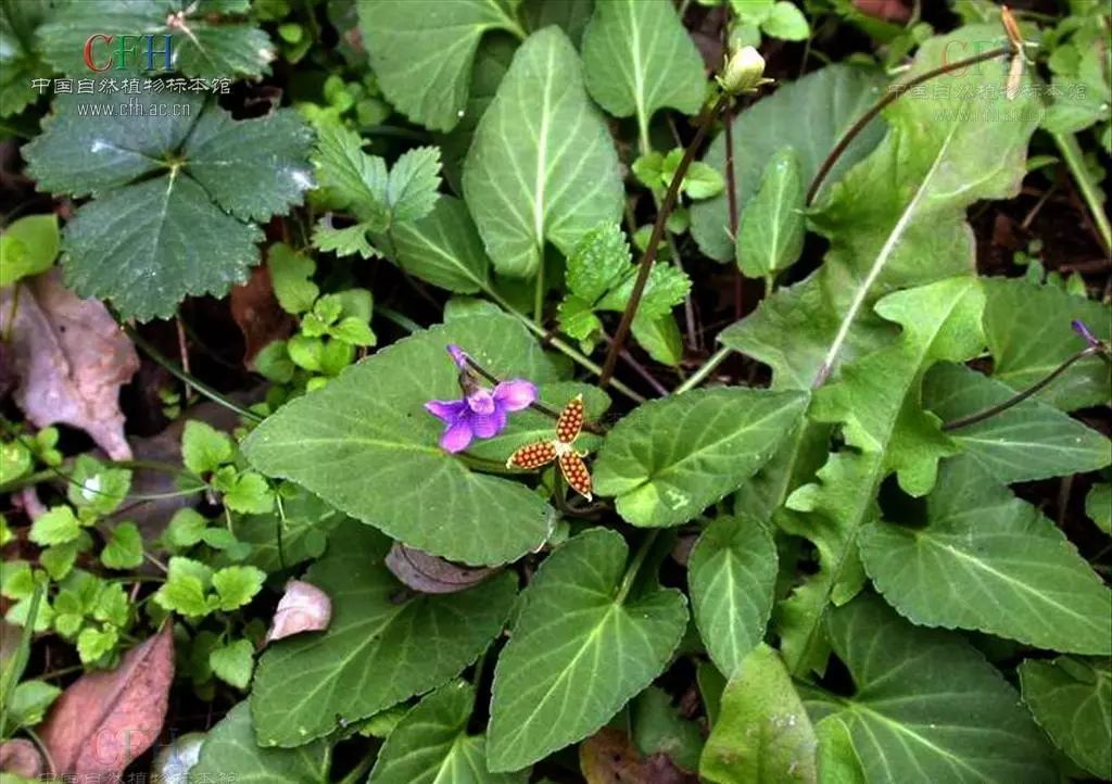 农村客家人常用的18种青草药你用过几种