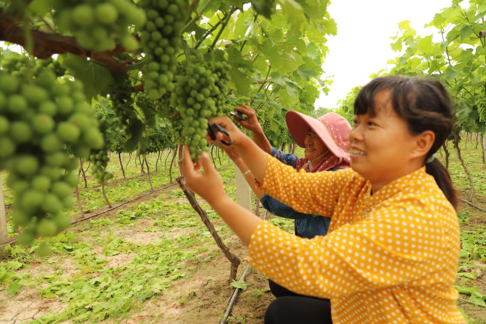 水果种植聚焦特色圆富梦
