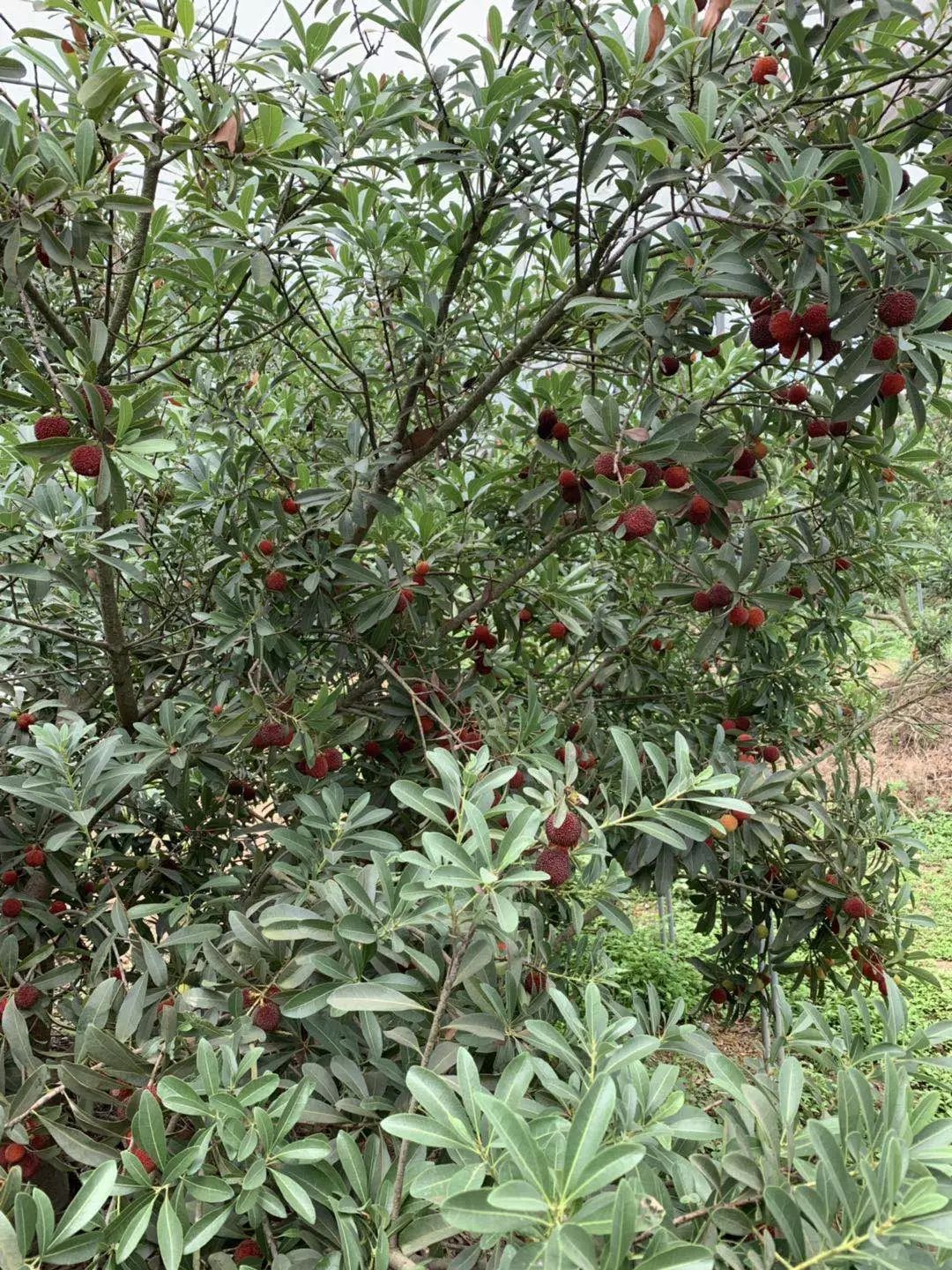 傅永奇告訴我們,9年前,他看中村裡的這片荒山,想種楊梅,由於當時我縣