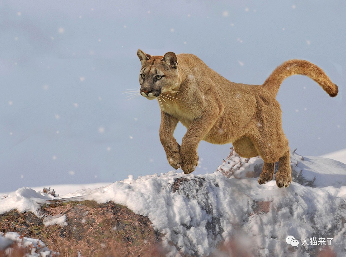 原创三名男子非法猎杀美洲狮被捕后却辩解这是为了更好地保护它们