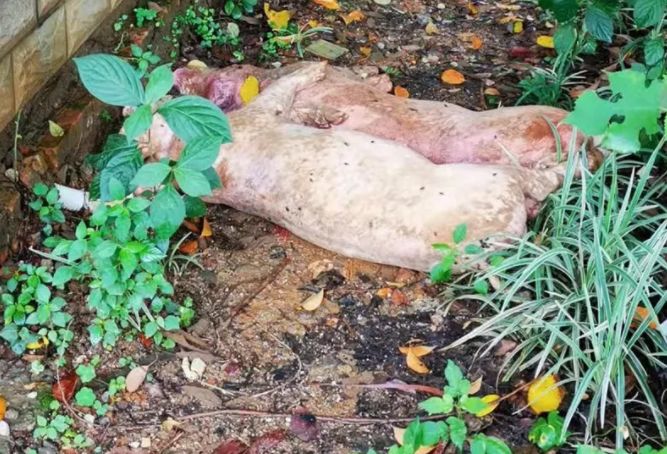 曝光桂林接连发生死猪乱丢弃事件有的高度腐烂多达数吨