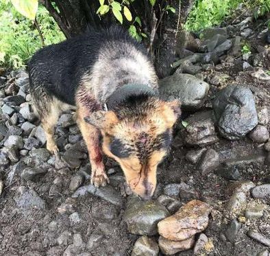 野生东北虎半夜闯进村民家咬伤看门狗专家称它正在开辟新领地