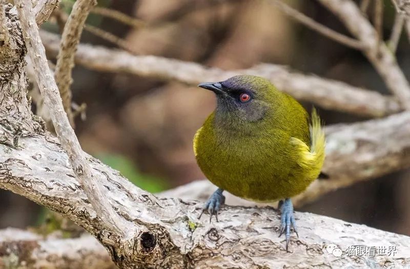 探险队员告诉我,这是新西兰吸蜜鸟(new zealand bellbird,英文名字