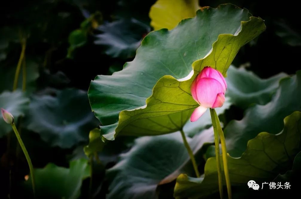 亞藝公園禪荷花島霧裡看花勝似仙境內附精彩視頻