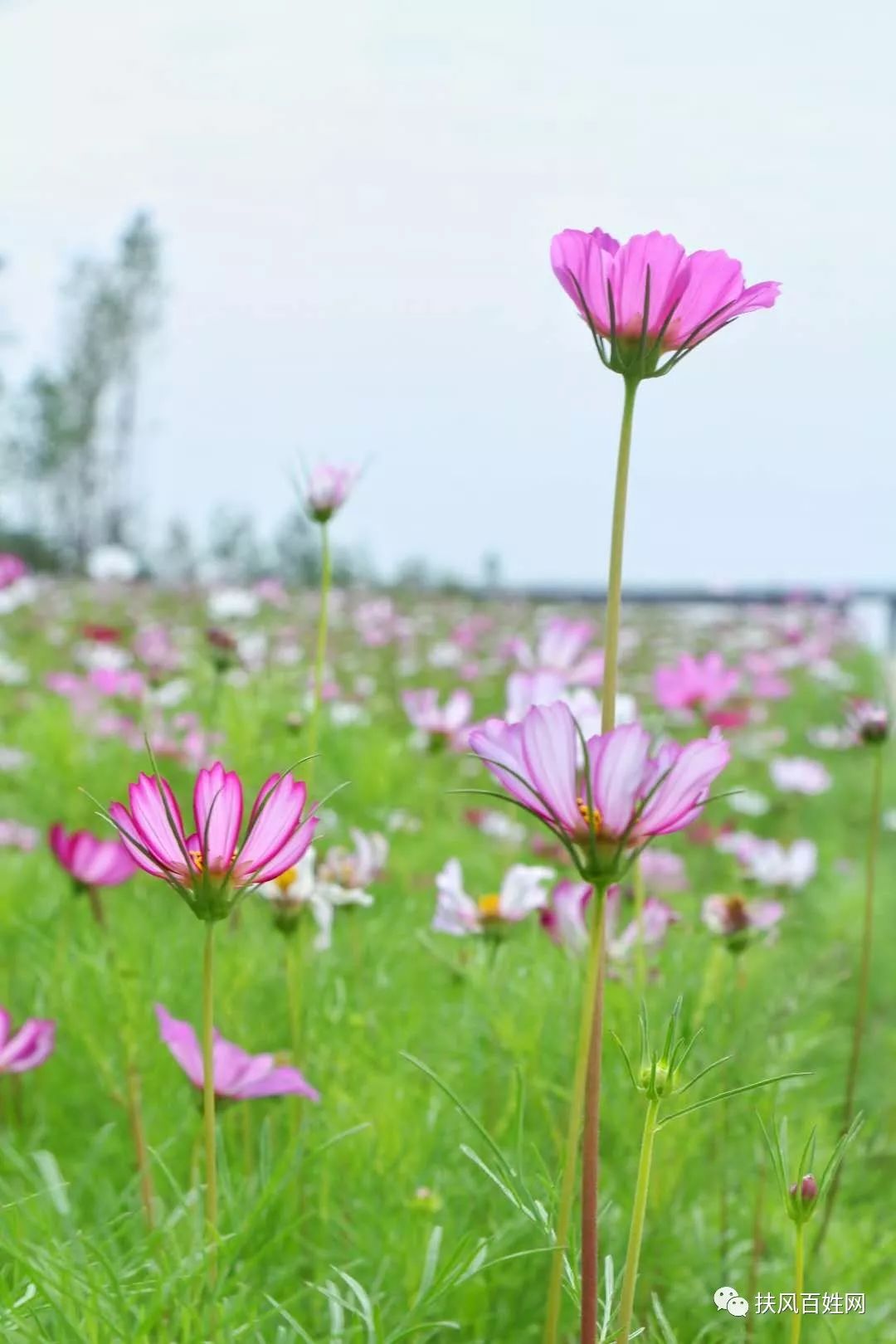 扶风十里花海图片