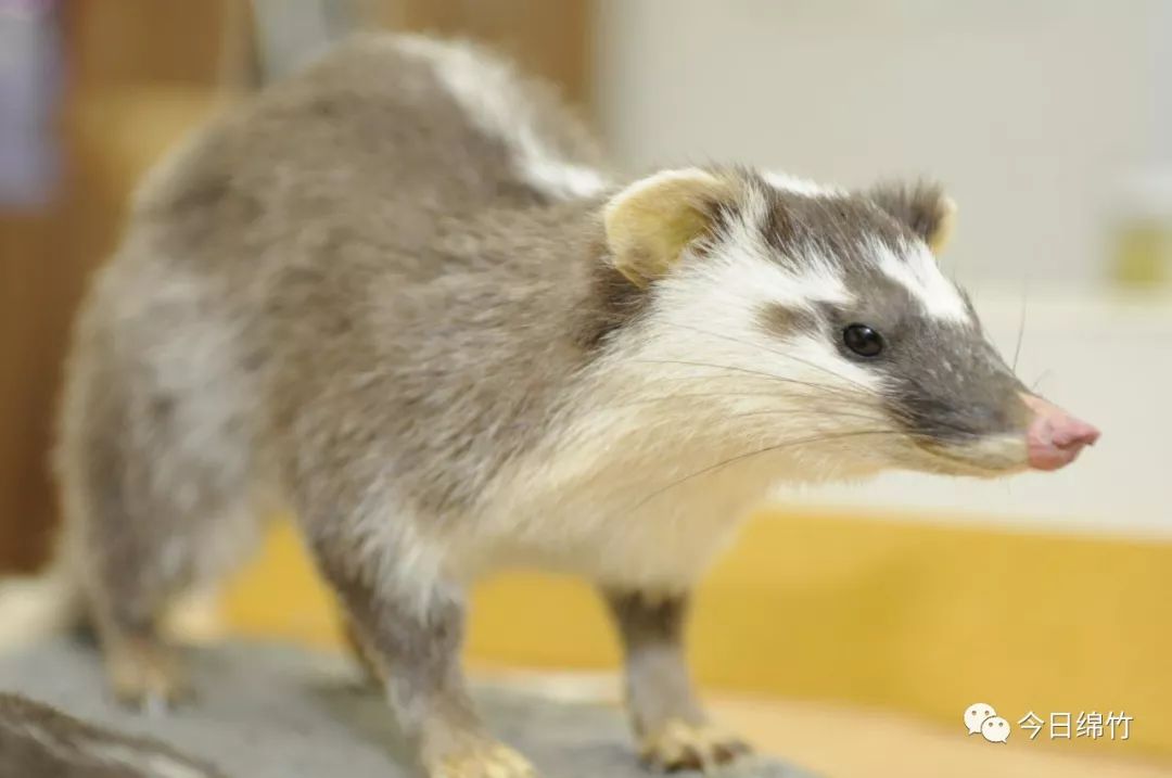 城事像鼠又像猪绵竹发现小怪物别抓谨防感染狂犬病毒