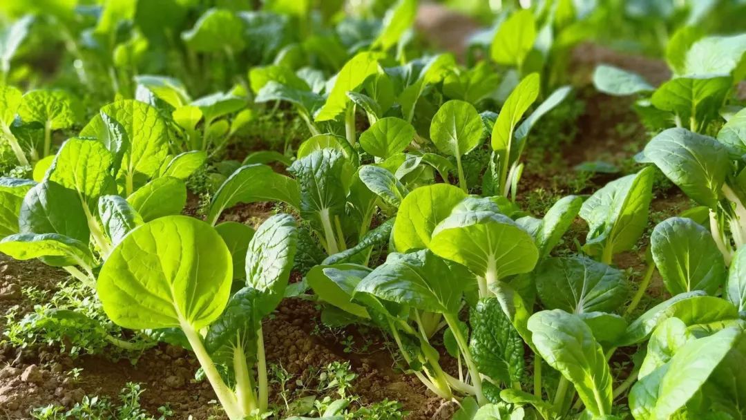 在人大北三食堂用吃的力量支持生态农业校友石嫣为您送菜