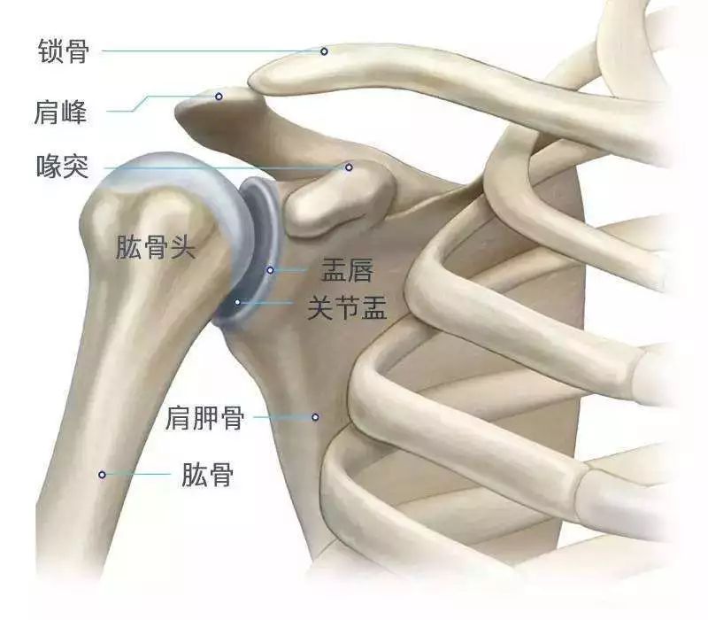 肩关节骨连接解剖图图片