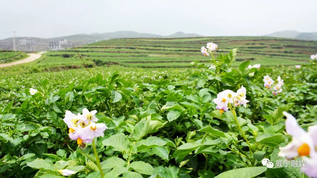 千亩洋芋花正开