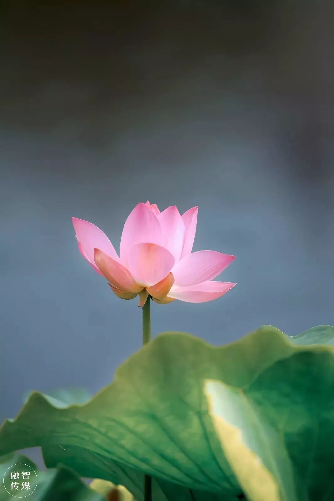 仙气缭绕荷花摇曳许昌的荷花将惊艳整个夏天
