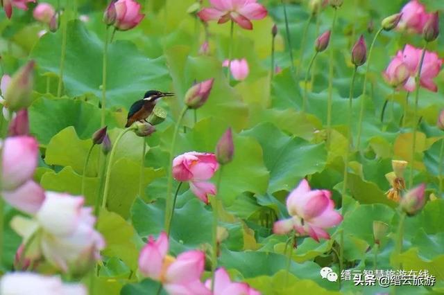 美醉了|荷花搖曳,縉雲賞荷正當時,關鍵還免費……_壺鎮鎮