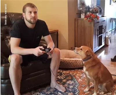 爸爸打游戏无视狗子结果惨遭掌掴