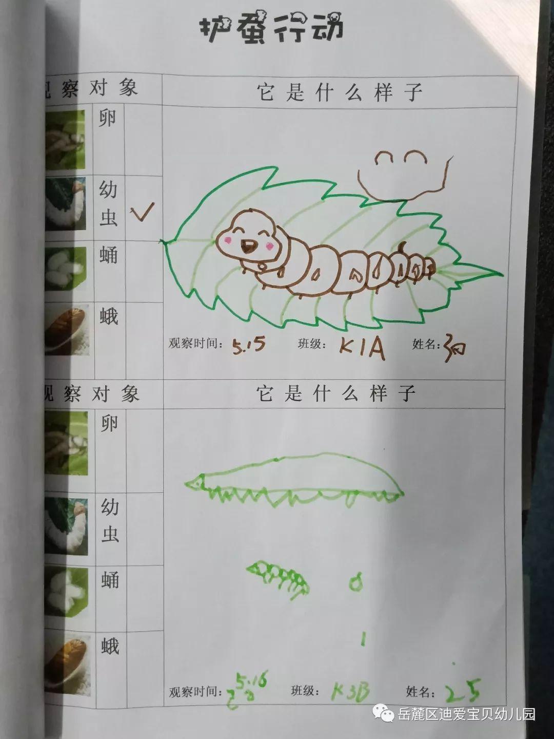 岳麓区迪爱宝贝幼儿园自然课程蚕宝宝成长记