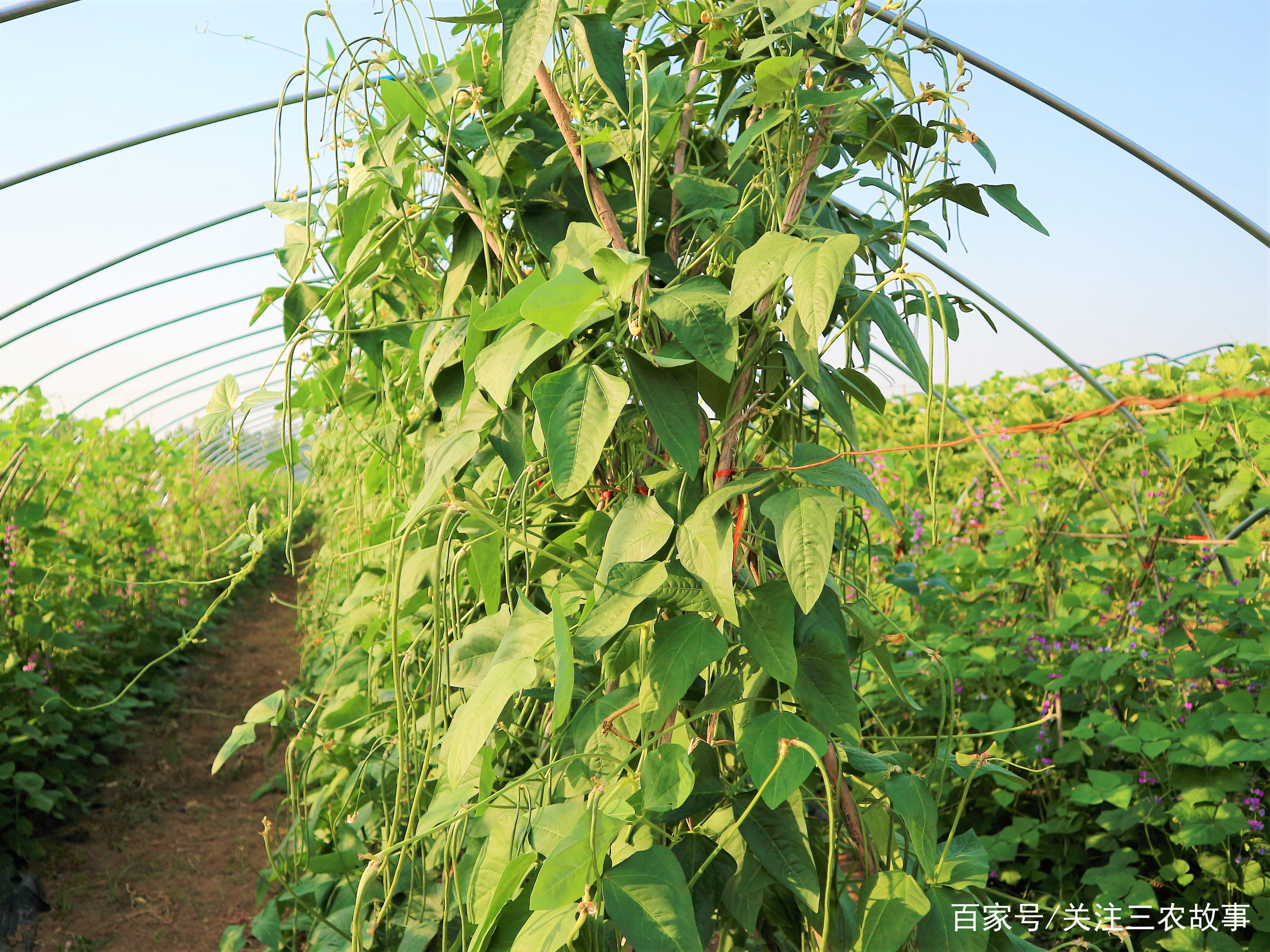 亳州农民种植豆角的情景