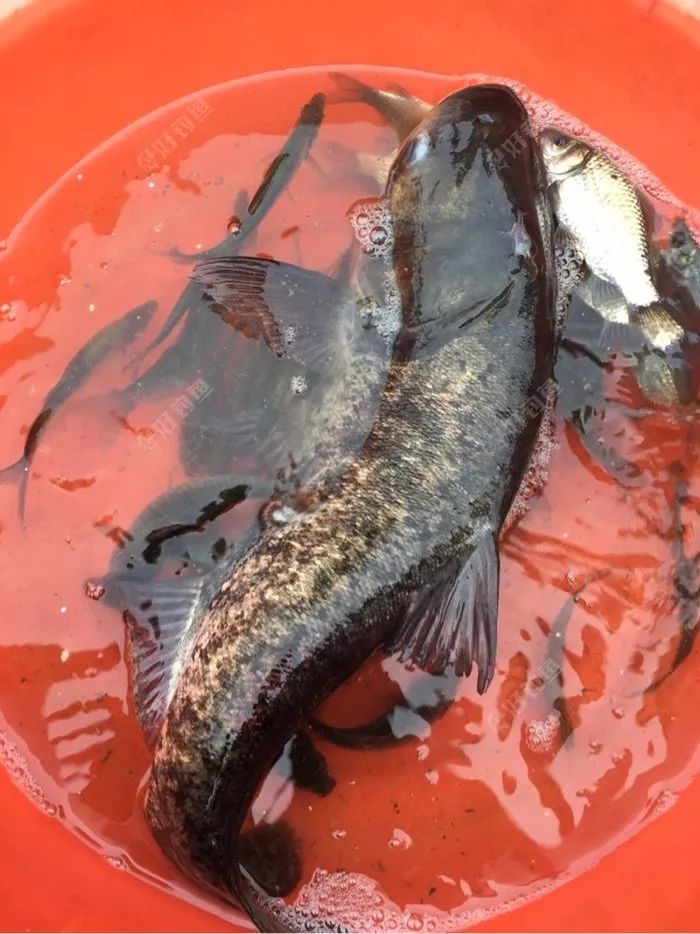 小小鲫鱼初成长,守得云开见草鲢