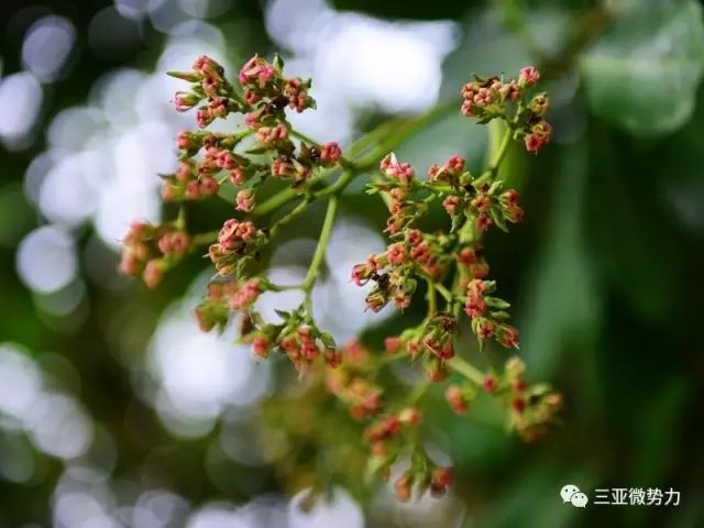 海南的椰子山竹榴蓮原來是這樣長出來的太長見識啦