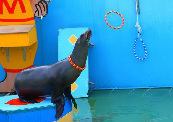 热点丨国际海狮秀全国巡演平潭站还不快来参加