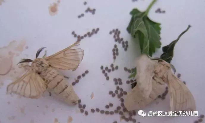 们感受着蚕宝宝们蚕食桑叶的淡定,吐丝结茧的努力,也经历了破茧成蛾