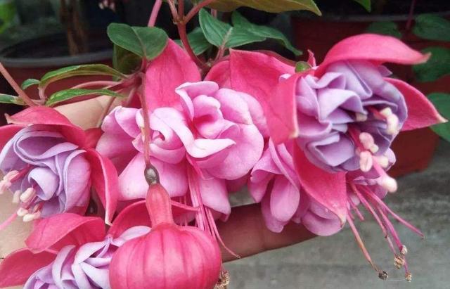 原创养倒挂金钟都是狠心人修剪技巧多狠心才能枝芽冒