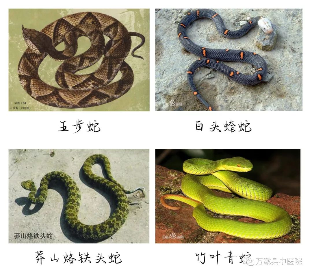 广西蛇类大全 名称图片