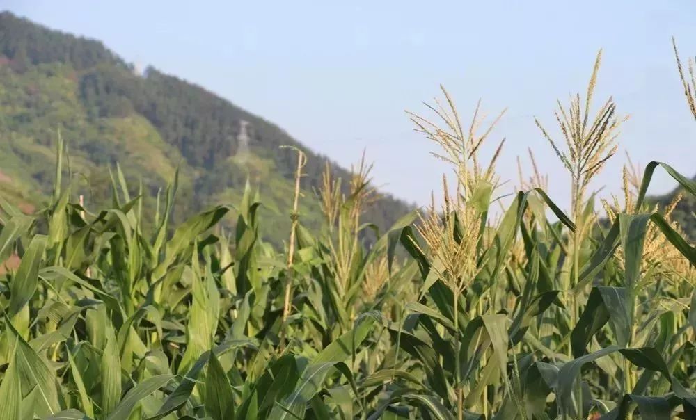 石阡又到吃嫩包谷的时候了你喜欢包谷粑粑还是煮包谷