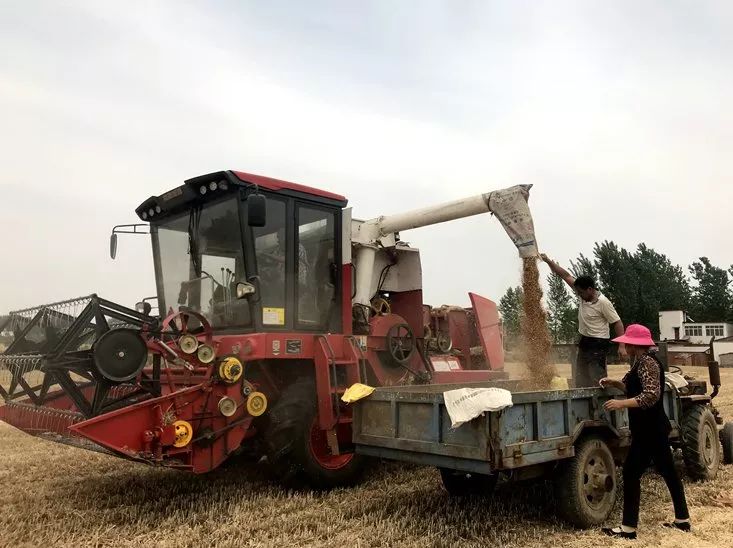 缘于新疆2新老机手对新疆8小麦收割机更认可