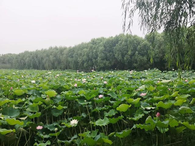 悦享太湖夏季赏荷何处去遥指吴中夏与荷