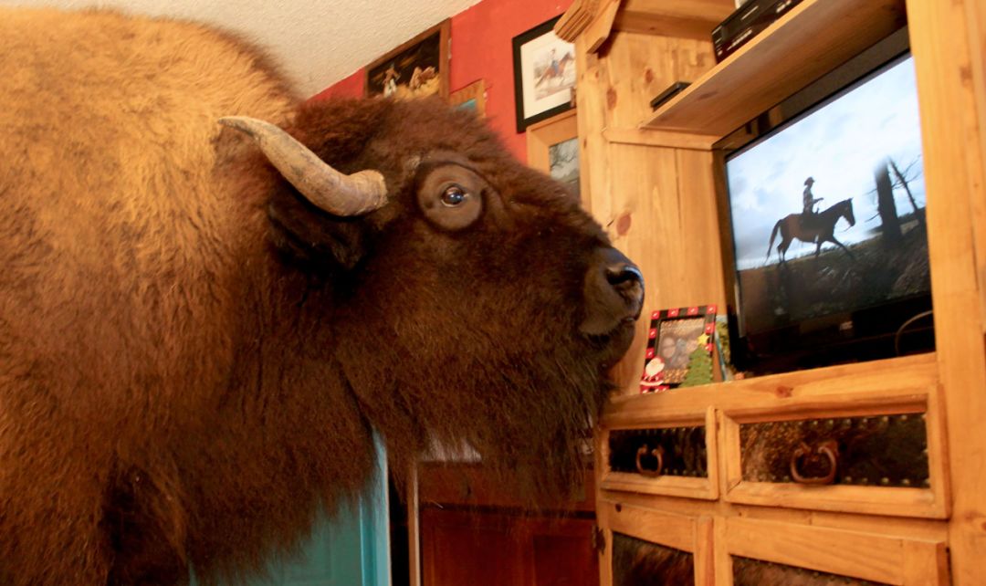 加拿大的奇葩法律...看完了一脸懵逼! 都是什么鬼?!!!_规定